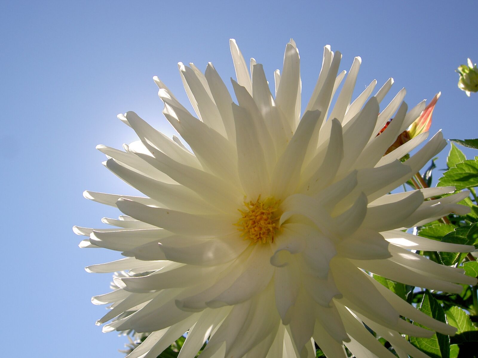 KONICA MINOLTA DiMAGE G400 sample photo. Flower, blossom, bloom photography