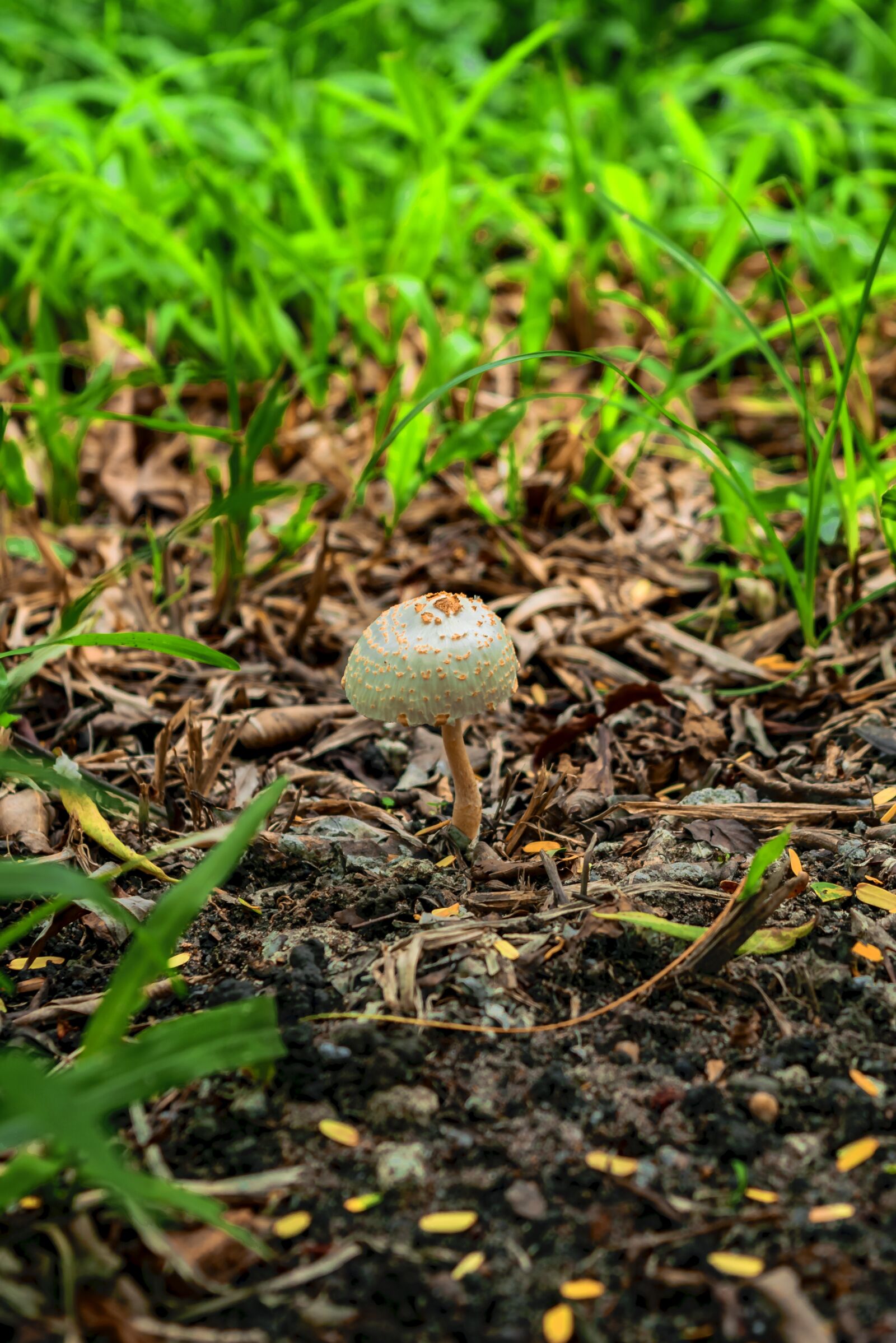 Nikon D3300 sample photo. Vegetation, natural, green photography