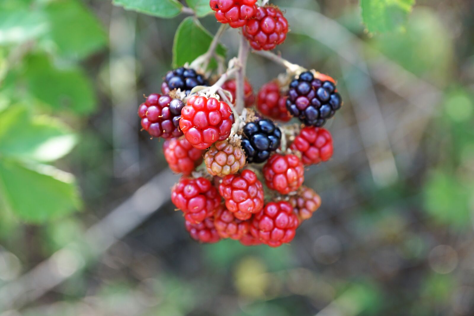 Sony ILCA-77M2 + Sony DT 16-50mm F2.8 SSM sample photo. Raspberry, tree, nature photography