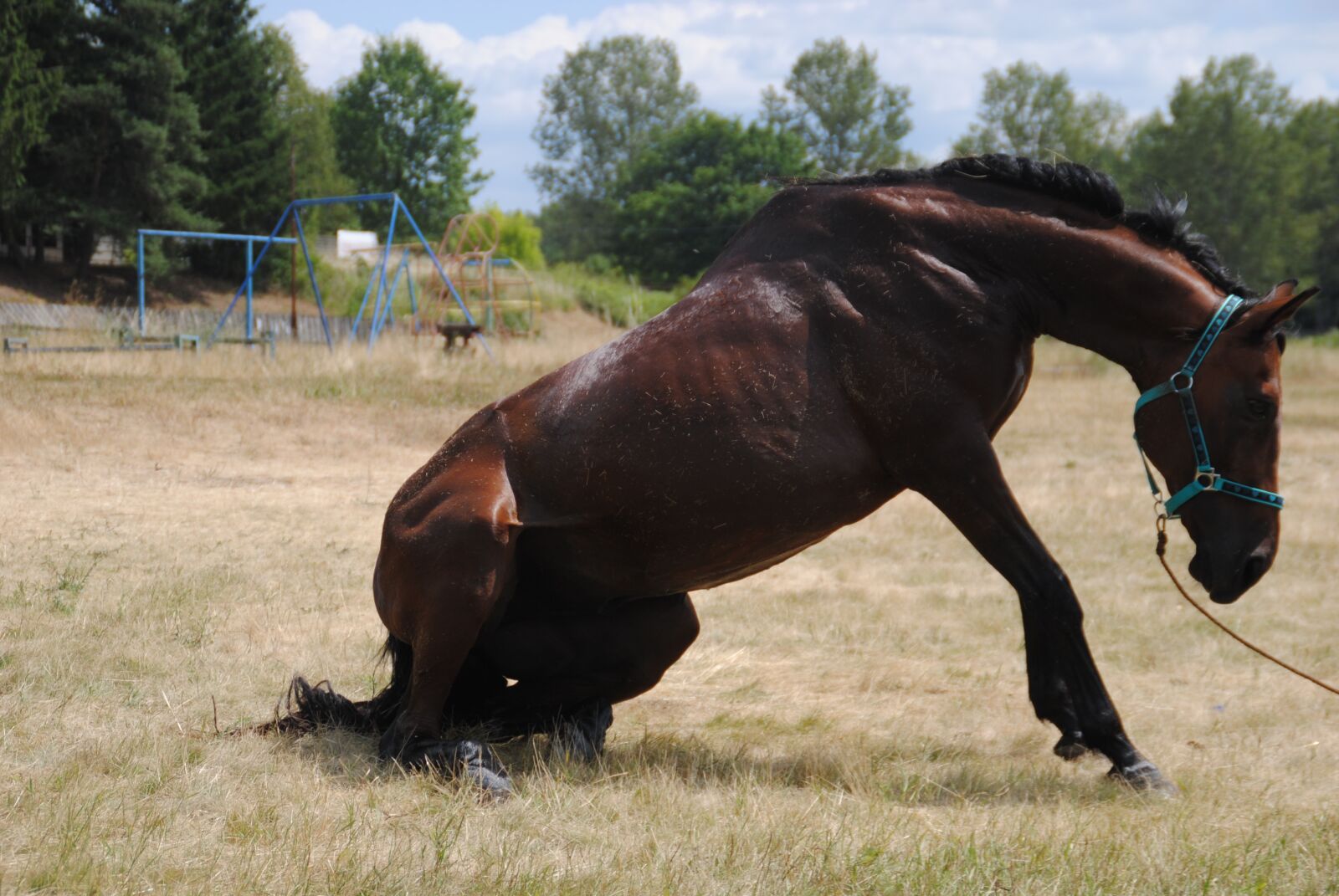 Nikon D3000 sample photo. Horse, kuheilan urkub 2 photography