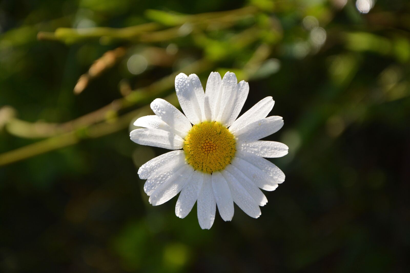 Nikon D5200 sample photo. Marguerite, flower, petals photography