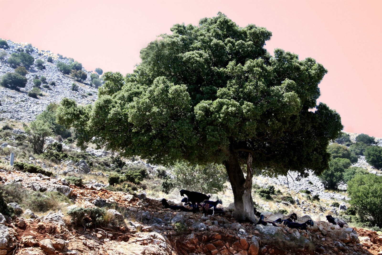 Canon EOS 30D sample photo. Tree, plant, landscape photography