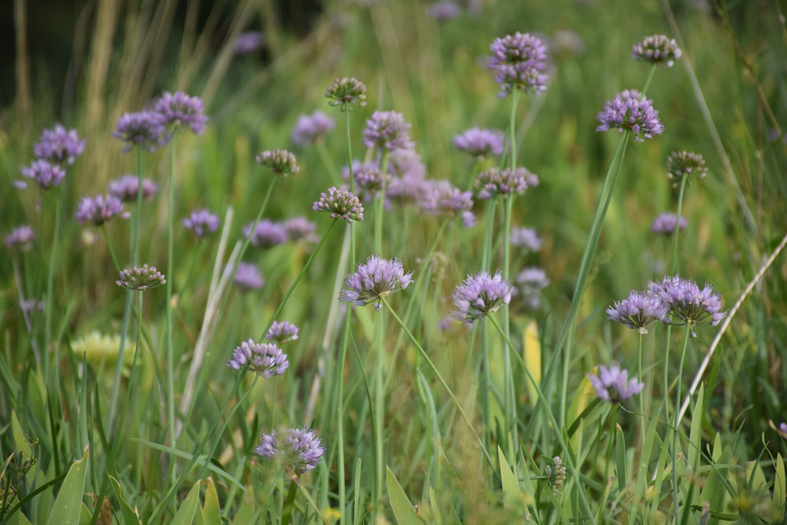 Nikon D3300 sample photo. Wildflower, plant, field photography