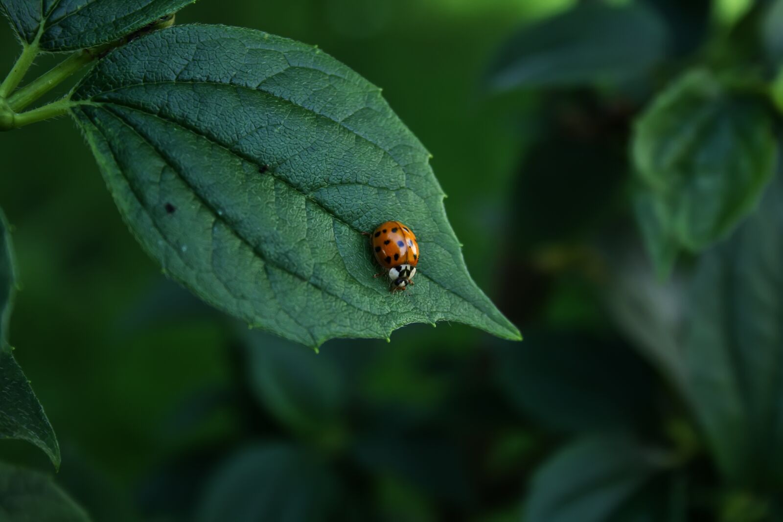 Canon EOS 400D (EOS Digital Rebel XTi / EOS Kiss Digital X) sample photo. Ladybug, leaves, insect photography