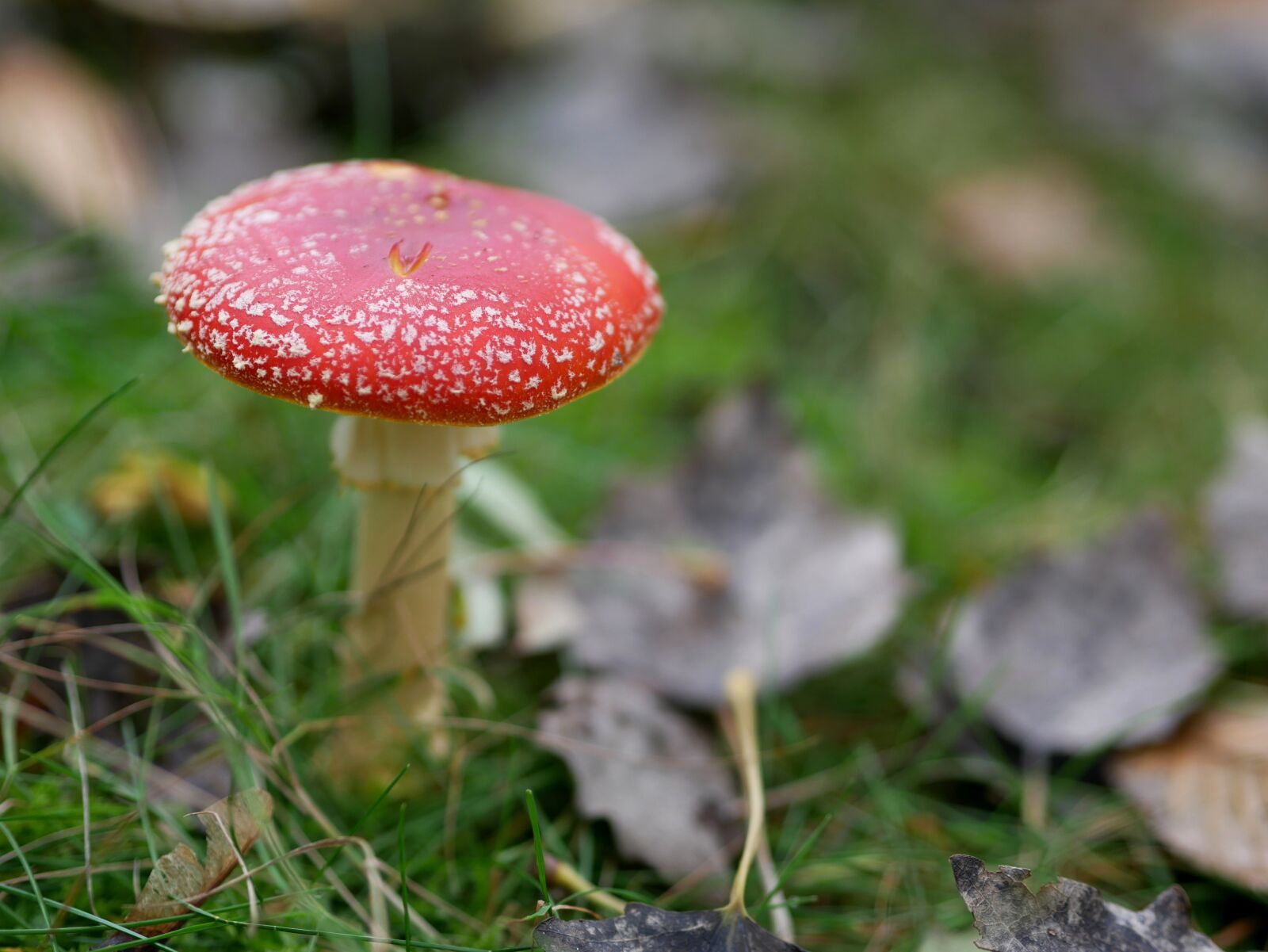 Panasonic Lumix DMC-GX85 (Lumix DMC-GX80 / Lumix DMC-GX7 Mark II) sample photo. Mushroom, fly agaric, autumn photography