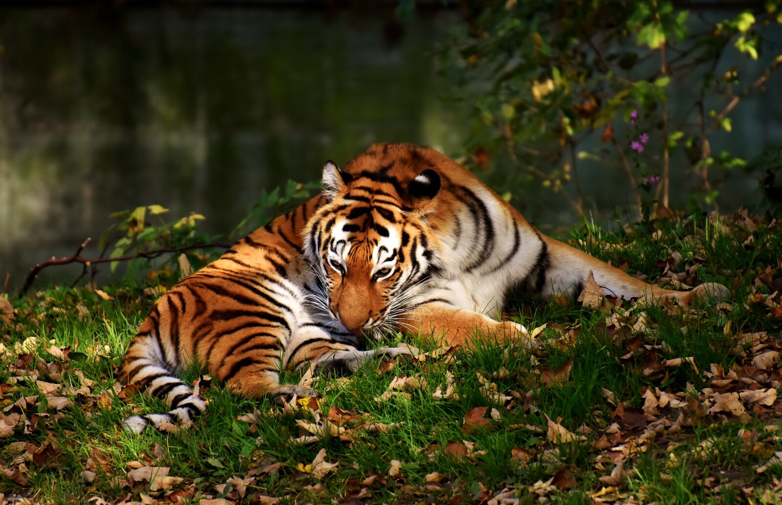 Nikon D7200 sample photo. Tiger, predator, fur photography