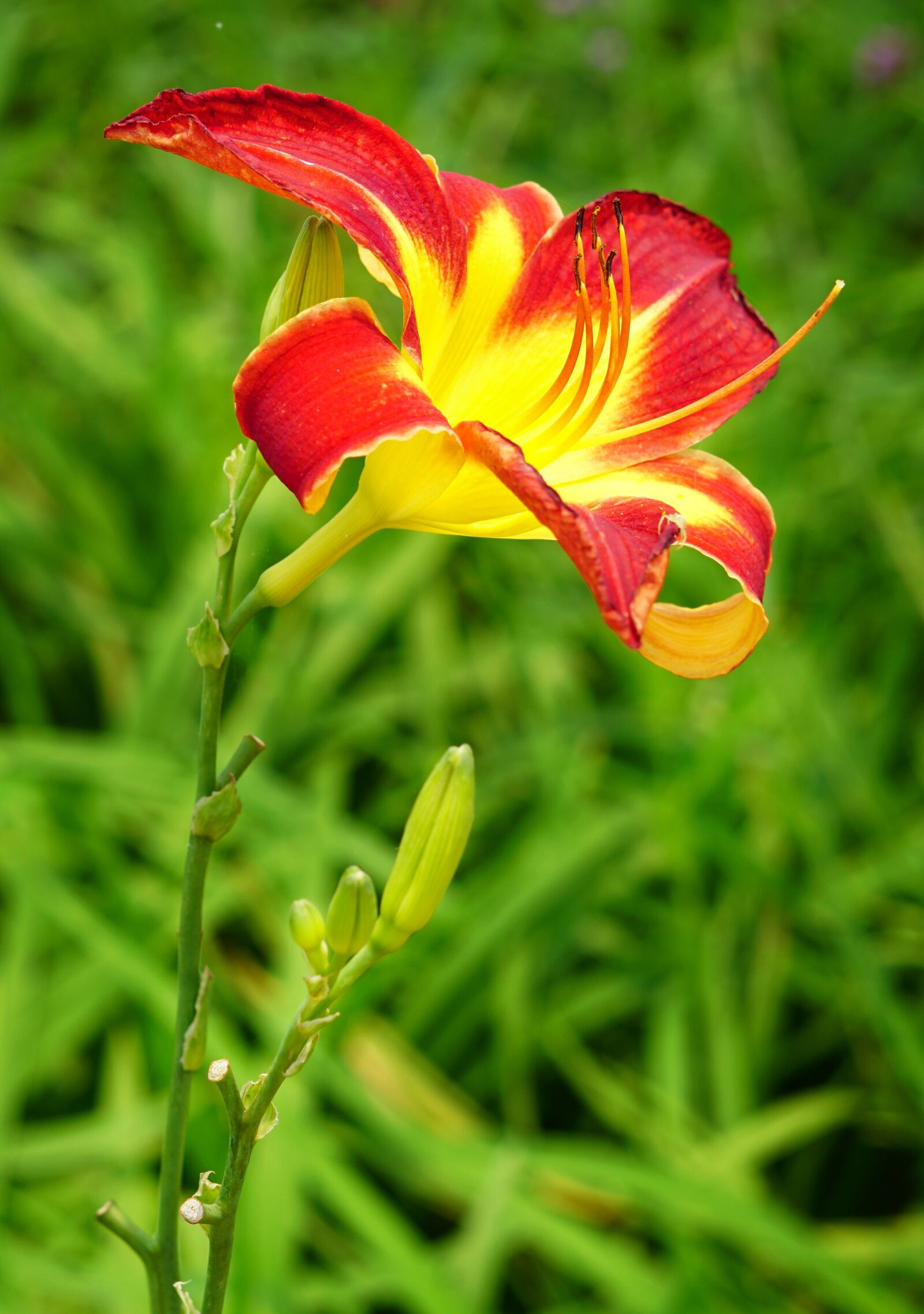 Sony a6300 + Sony FE 50mm F1.8 sample photo. Daylily, orange day-lily, nature photography