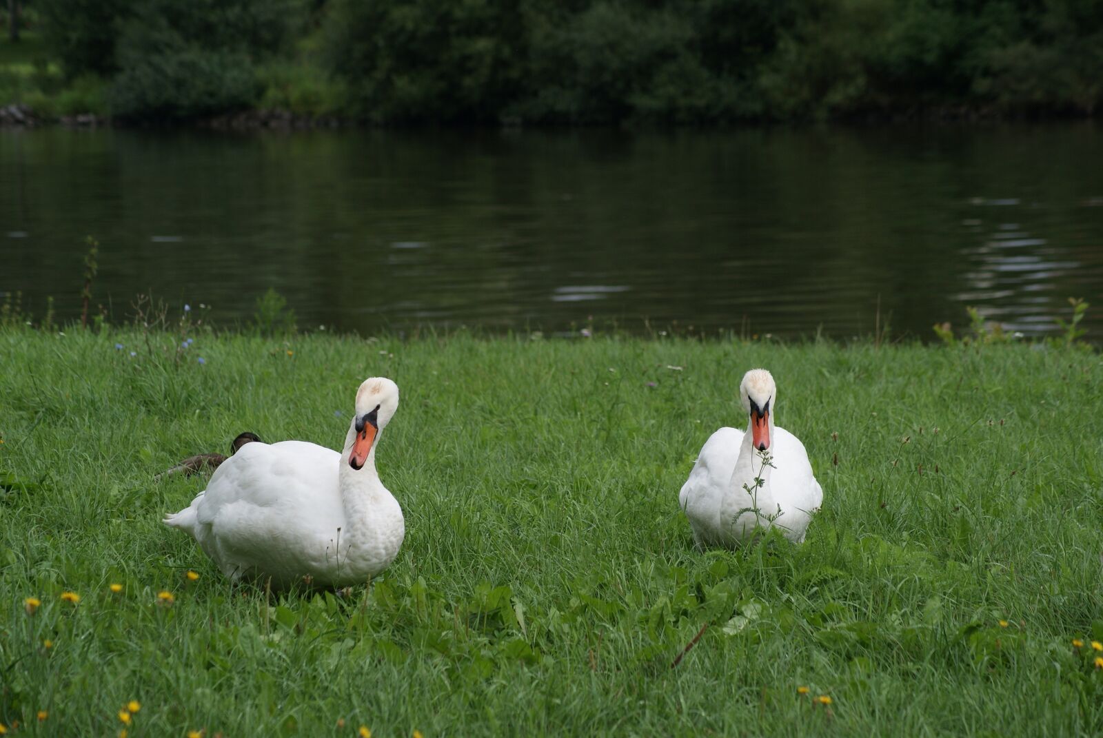 Sony Alpha DSLR-A230 sample photo. Bird, white, swans photography