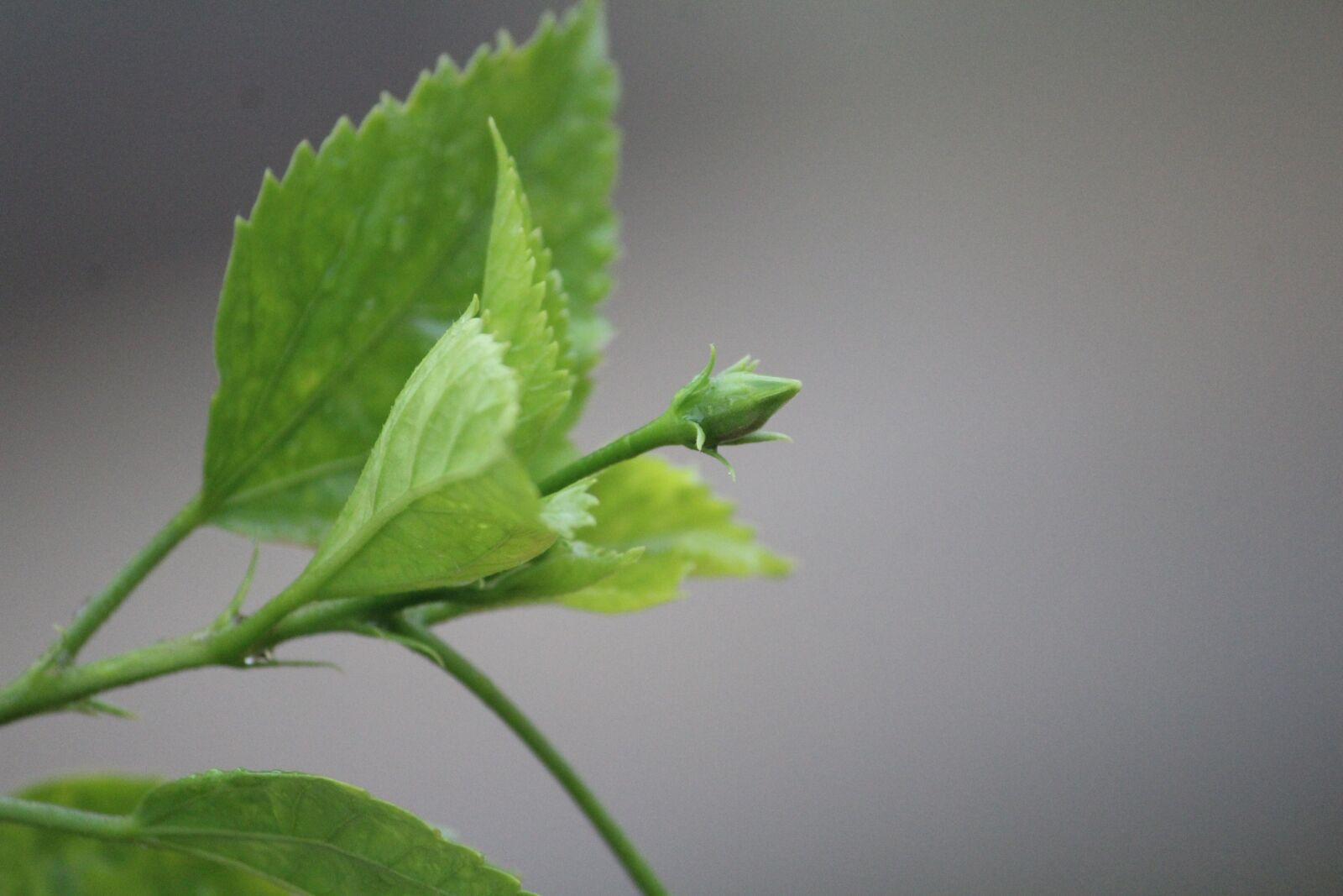 Canon EOS 1200D (EOS Rebel T5 / EOS Kiss X70 / EOS Hi) sample photo. Bud, flower, plant photography