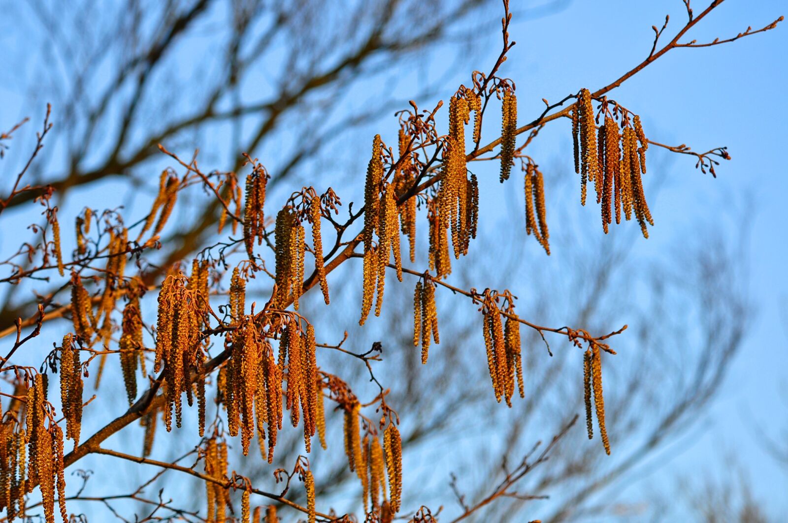 Nikon D90 sample photo. Tree, branch, flower photography