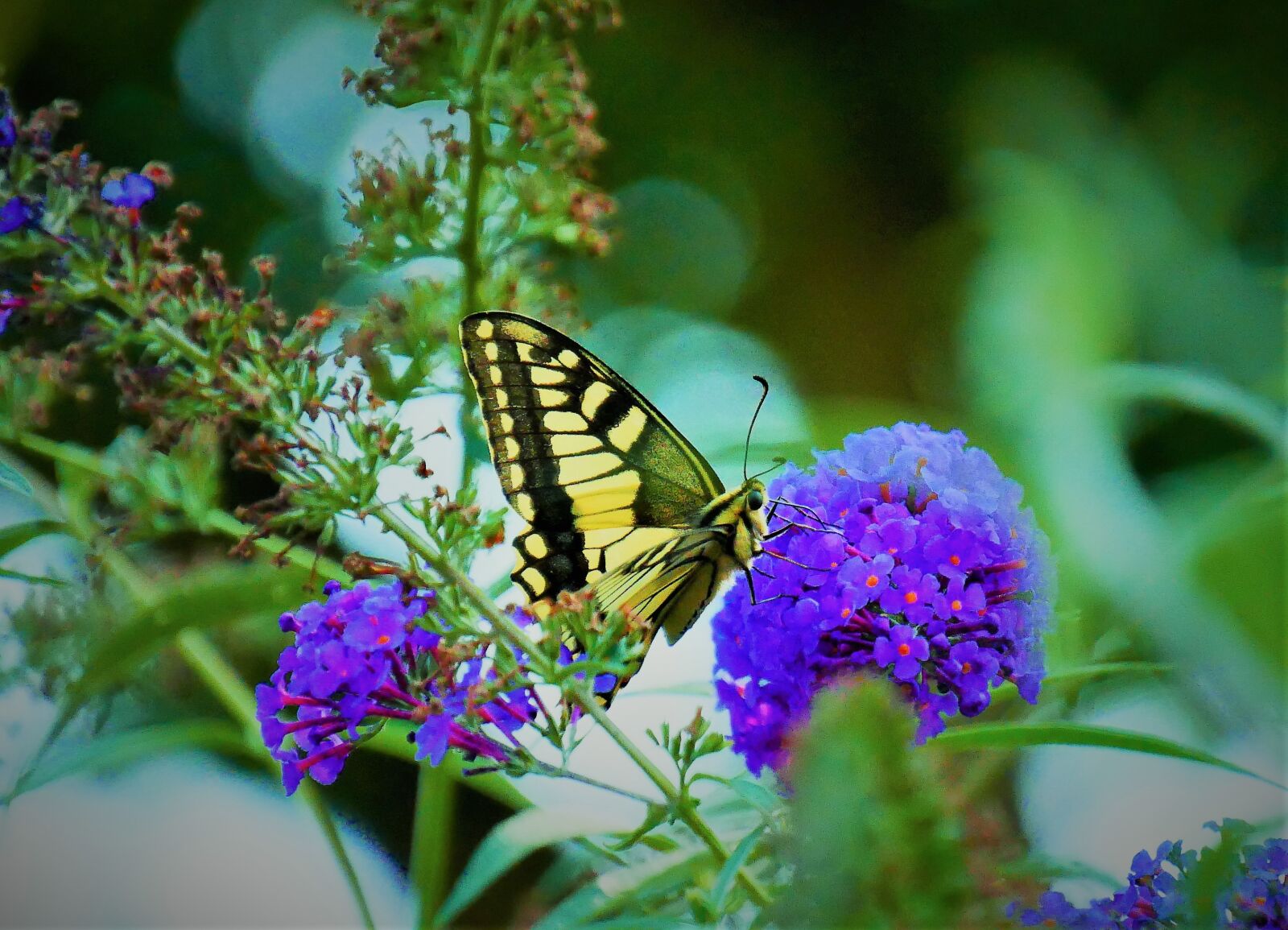 Panasonic Lumix DMC-G85 (Lumix DMC-G80) sample photo. Butterfly, nature, flowers photography