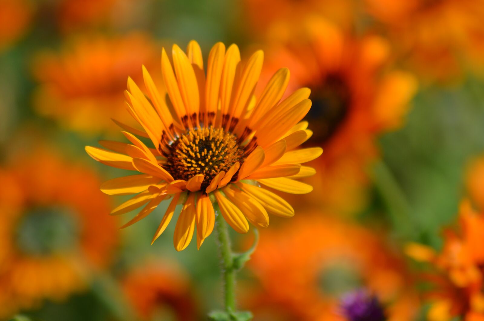 Nikon D5100 sample photo. Flower, nature, pollen photography