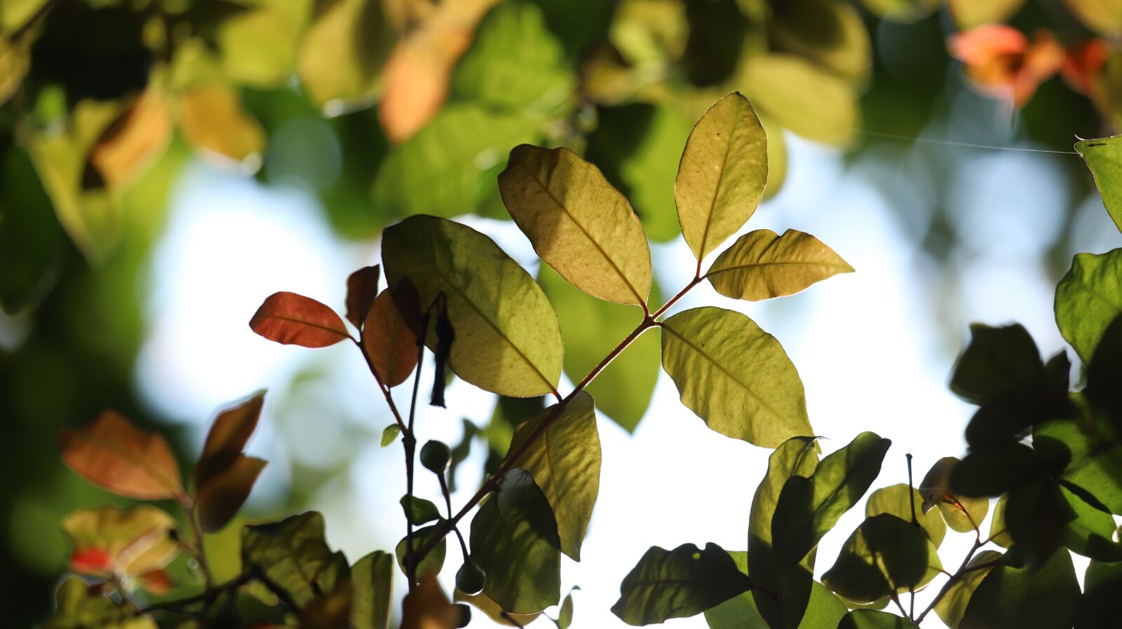 Canon EF 100-400mm F4.5-5.6L IS USM sample photo. Leafs, sunlight, nature photography