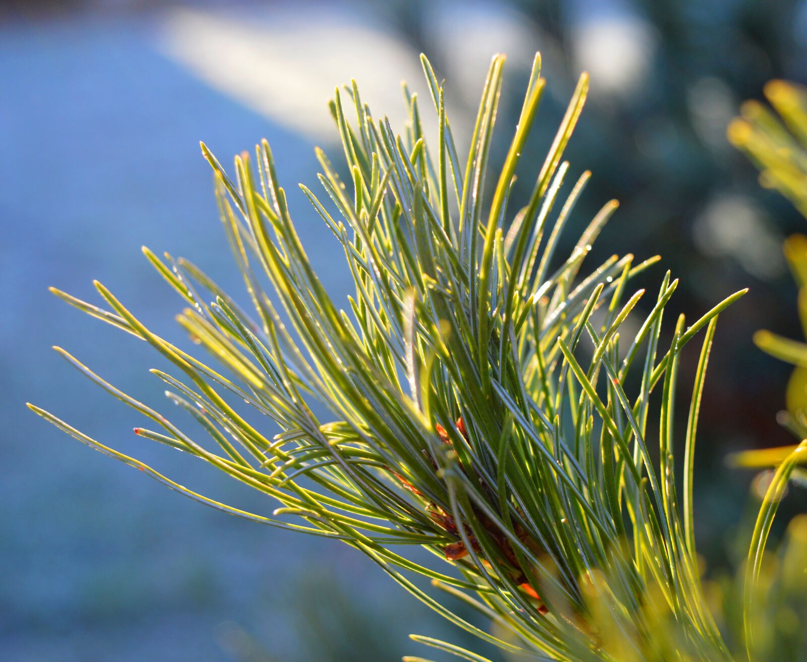 Nikon D3200 sample photo. Pine needles, pine branch photography
