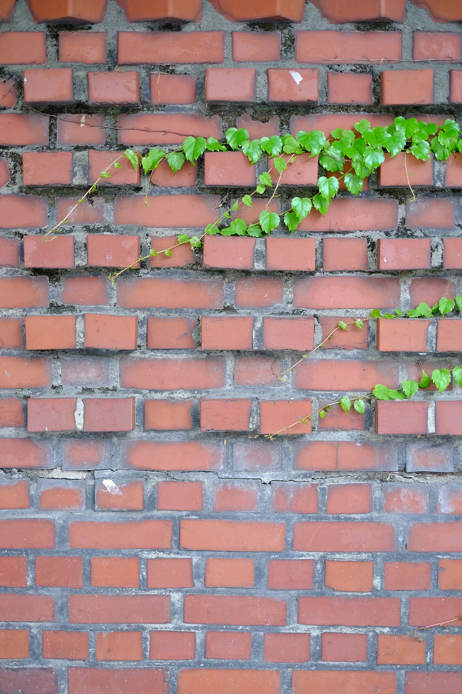 Fujifilm X-T1 sample photo. Wall, leaf, the leaves photography