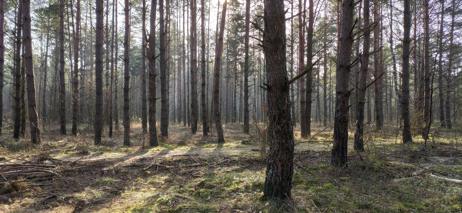 Xiaomi Mi 9T Pro sample photo. Forest, nature, landscape photography