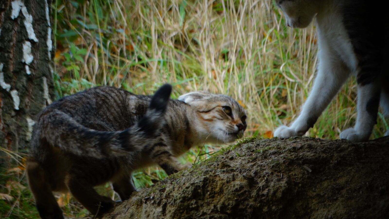 Sony Cyber-shot DSC-HX300 sample photo. Cat, kitten, pet photography