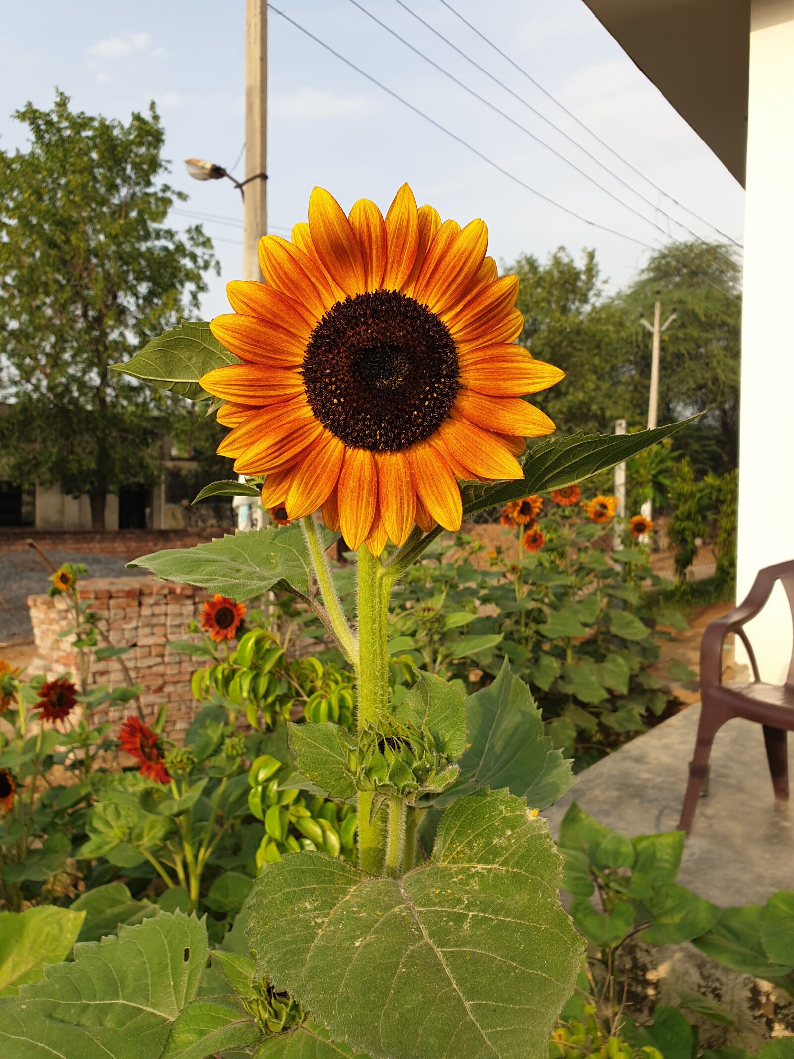 Samsung Galaxy S9 sample photo. Sunflower earthwalker, village, india photography