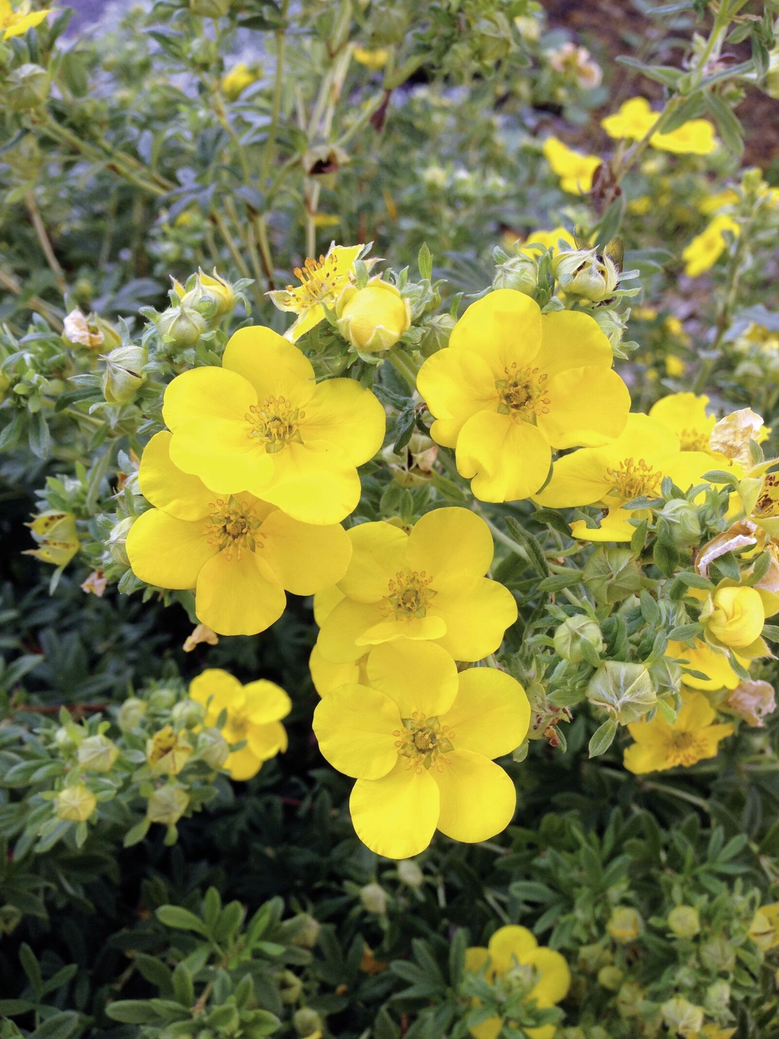iPhone 5 back camera 4.12mm f/2.4 sample photo. Potentilla fruticosa, finger shrub photography
