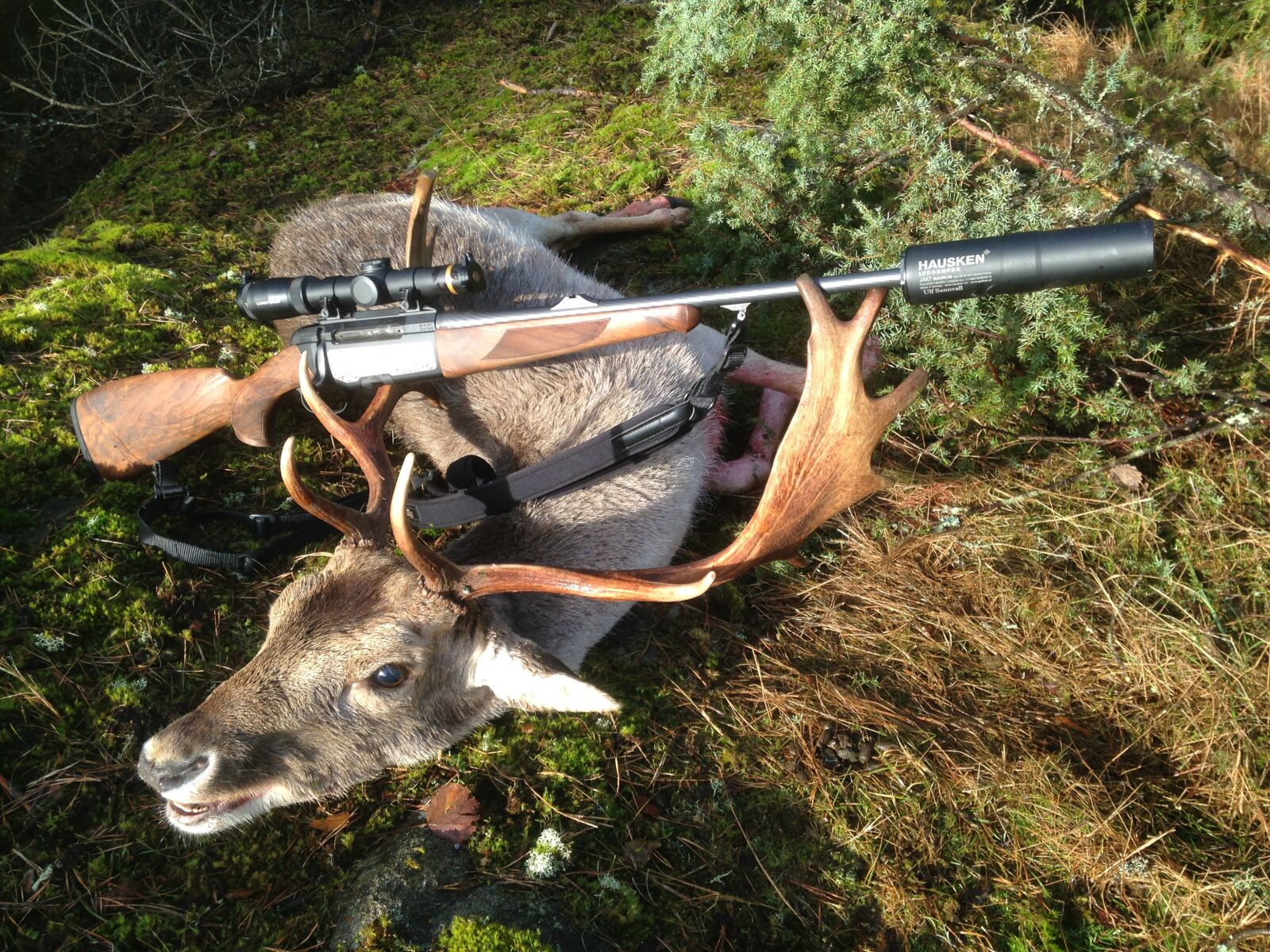 iPhone 5c back camera 4.12mm f/2.4 sample photo. Fallow deer, hunting, hausken photography