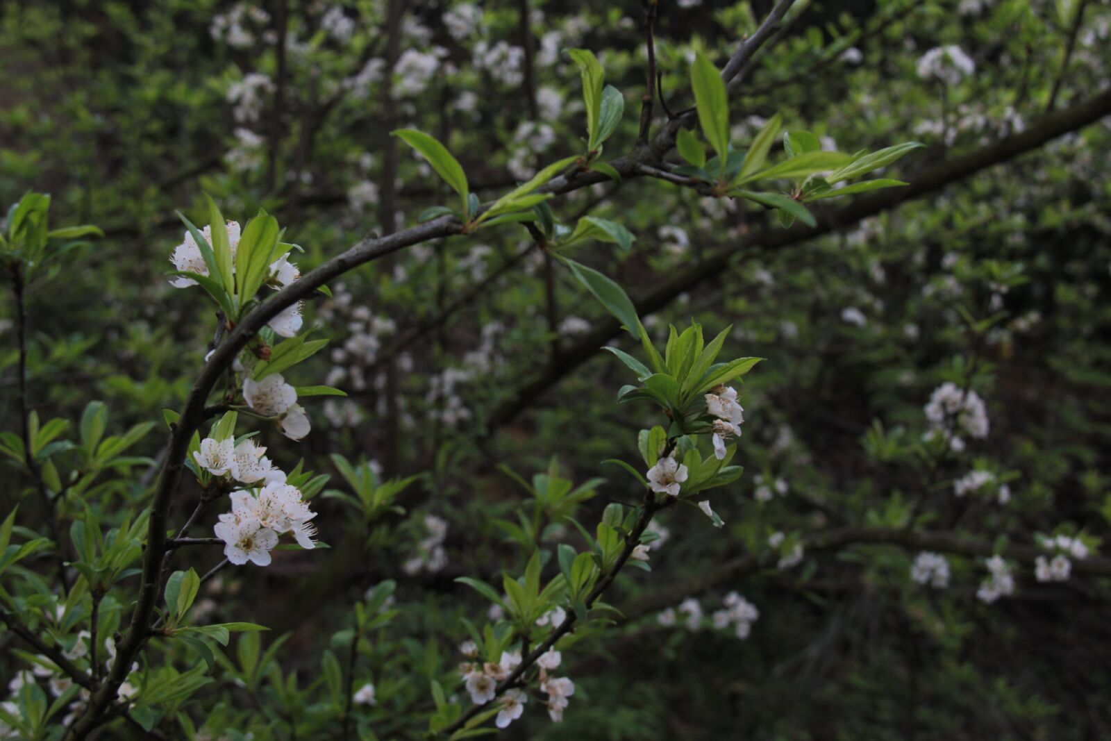 Canon EF-S 18-200mm F3.5-5.6 IS sample photo. Lee flowers, innocence, spring photography