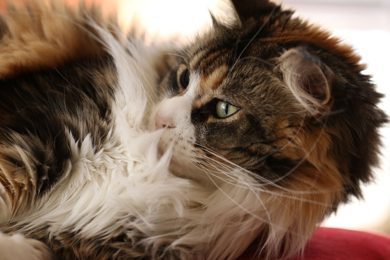 Canon EOS 7D Mark II sample photo. Cat, maine coon, breed photography