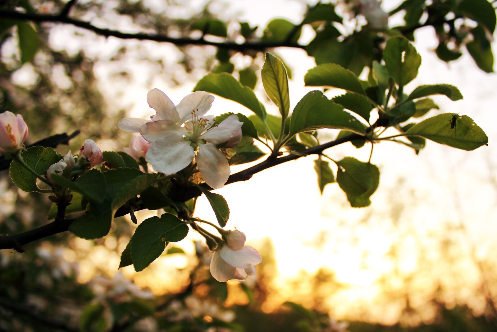 Canon EOS 550D (EOS Rebel T2i / EOS Kiss X4) sample photo. Tree, nature, plant photography
