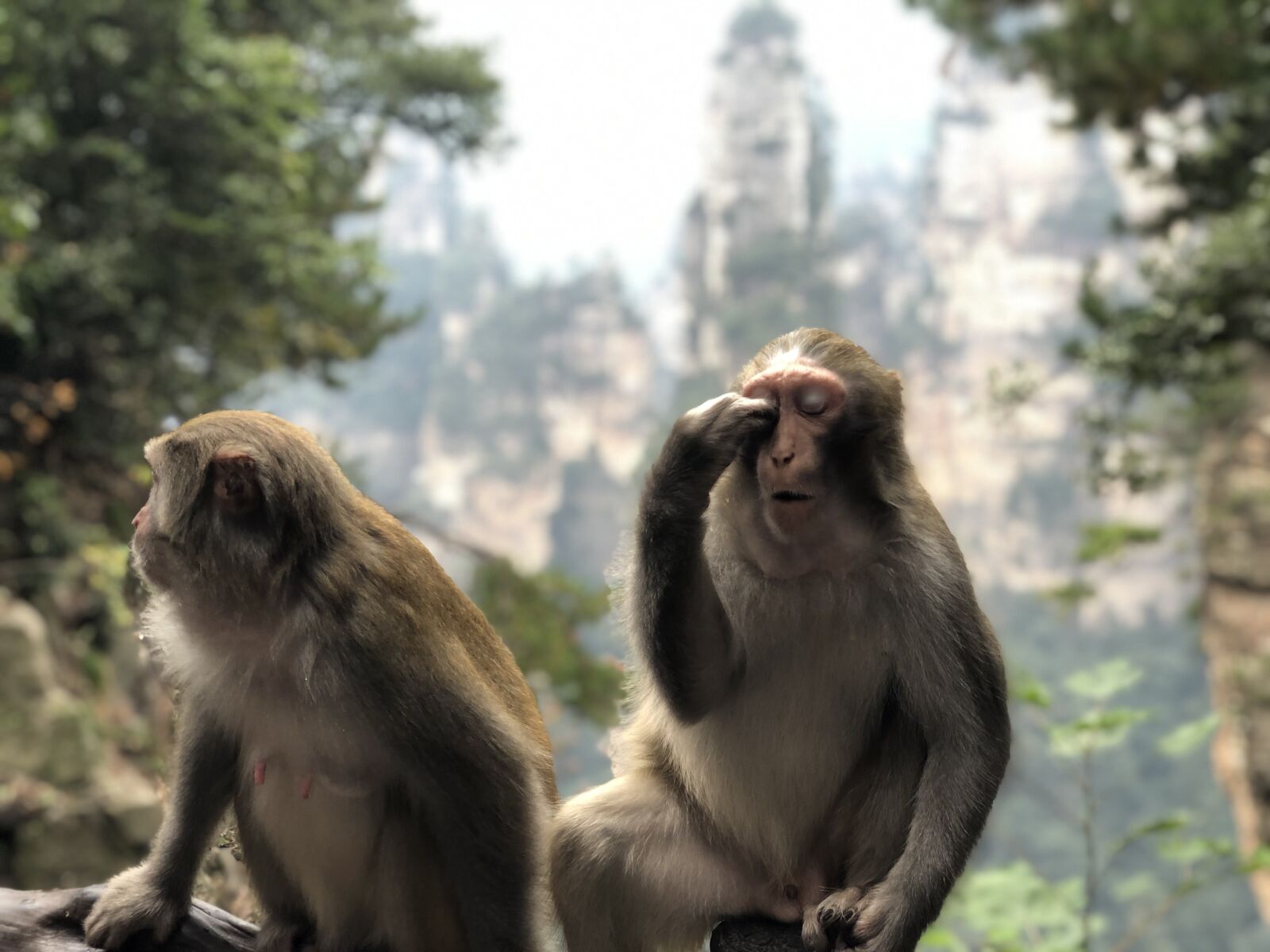 Apple iPhone X sample photo. Family, macaque, monkey, pair photography