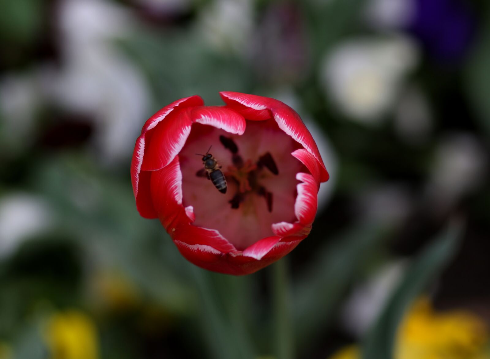 Canon EF 85mm F1.8 USM sample photo. Tulip, bee, red photography