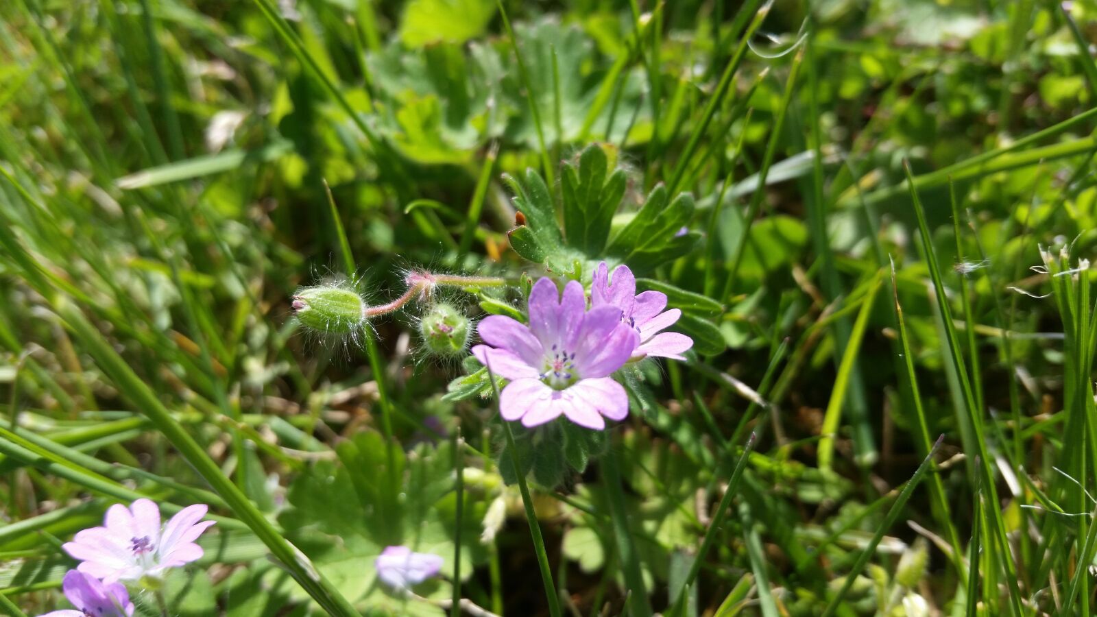 Samsung Galaxy S5 sample photo. Nature, flower, flora photography