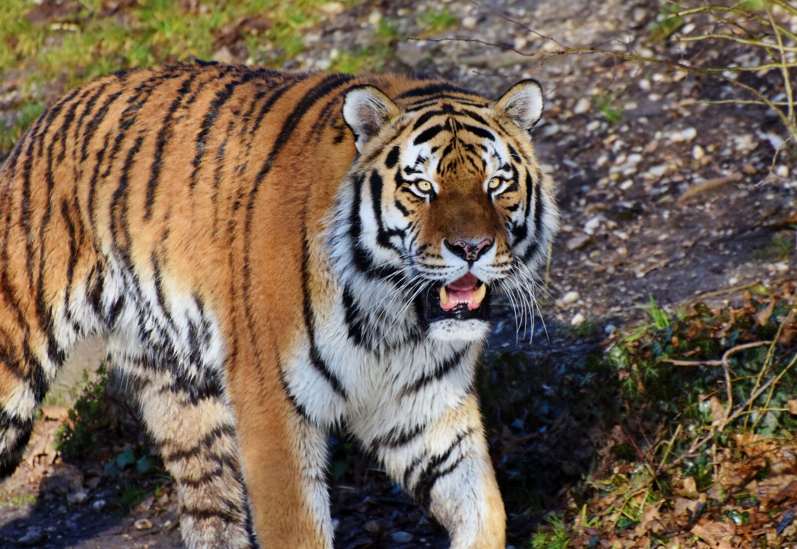 Nikon D7200 sample photo. Tiger, big cat, predator photography