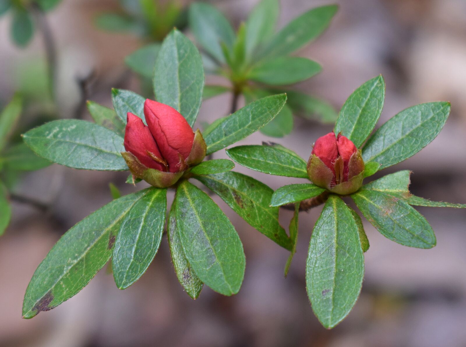 Nikon D3300 sample photo. Azalea blossom buds, azalea photography