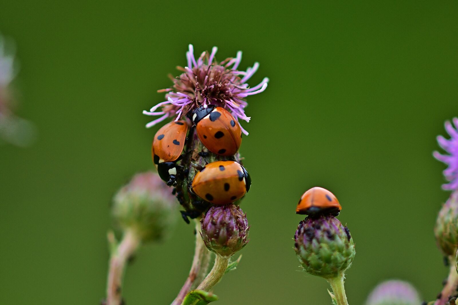 Nikon D5200 sample photo. Ladybug, thistle flower, aphids photography