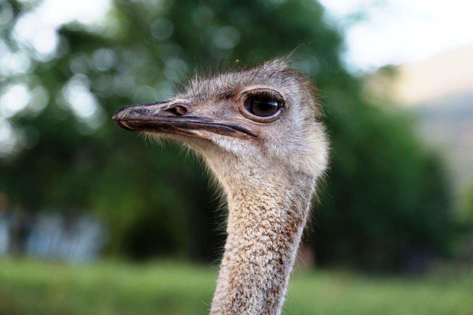 Canon EOS 5D Mark III sample photo. Ostrich head, bird, land photography