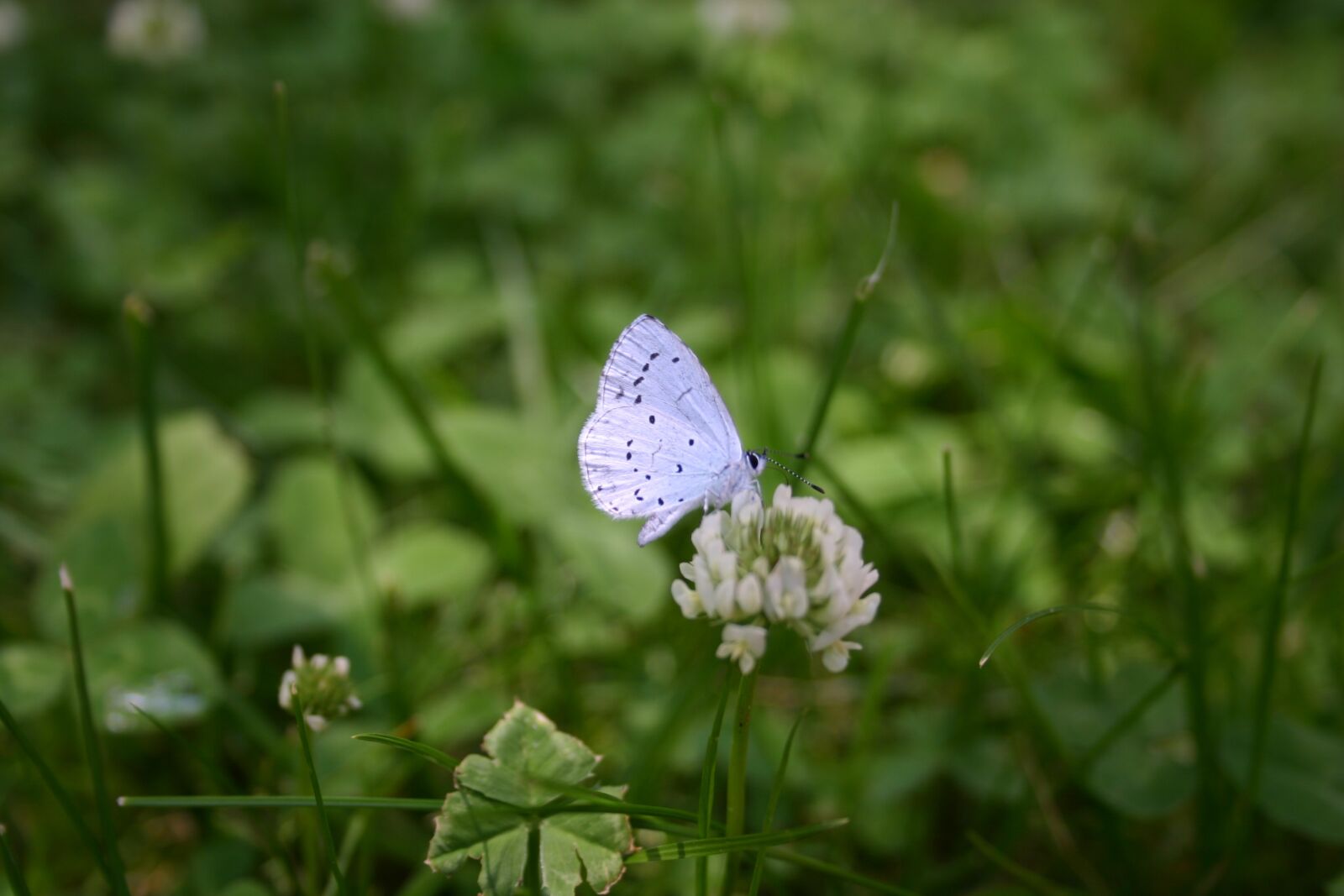 Canon EOS 300D (EOS Digital Rebel / EOS Kiss Digital) sample photo. Butterfly, meadow, nature photography