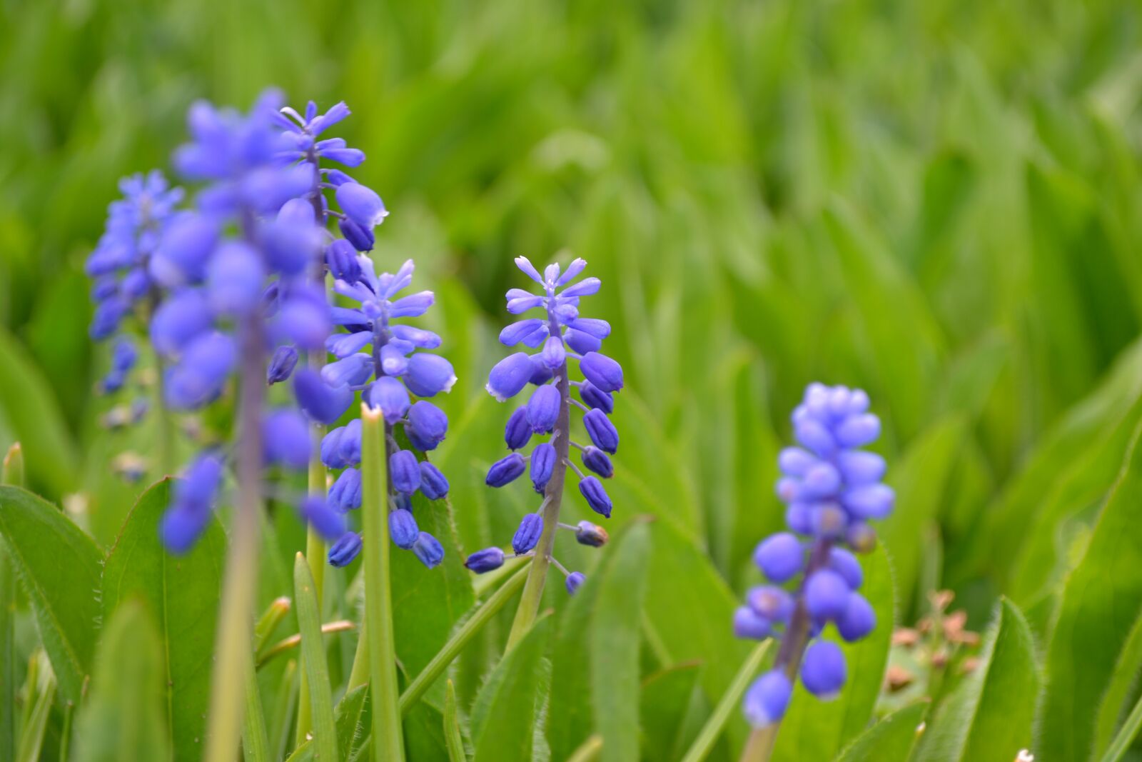Nikon D3100 sample photo. Flower, plant, garden photography