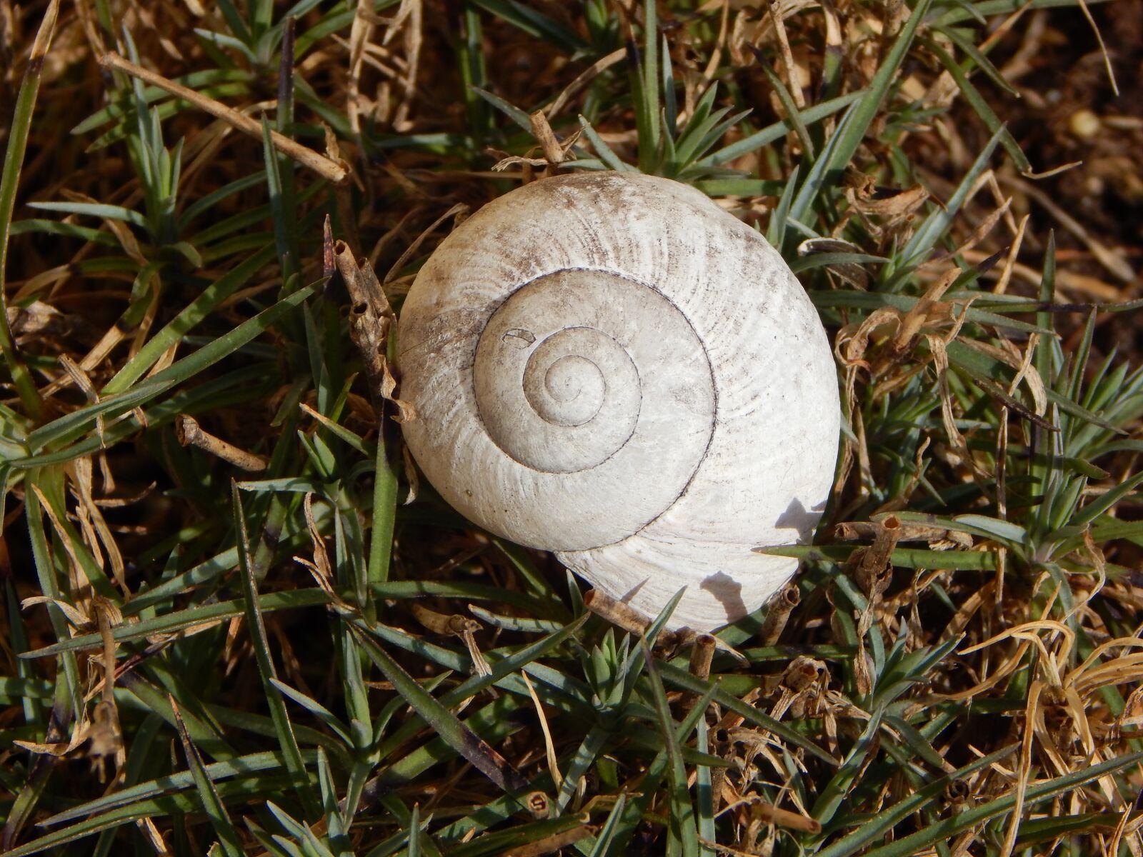 Nikon Coolpix L830 sample photo. Shell, garden, snail photography