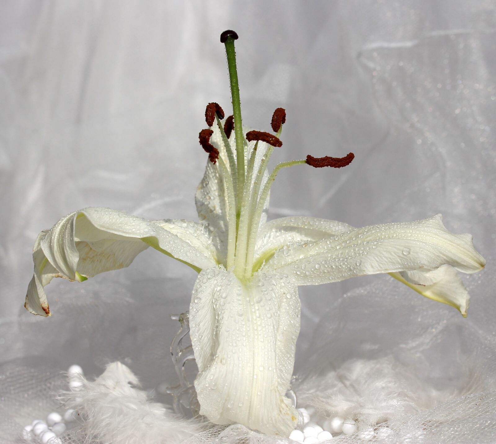 Canon EF-S 60mm F2.8 Macro USM sample photo. Lily, vase, white photography