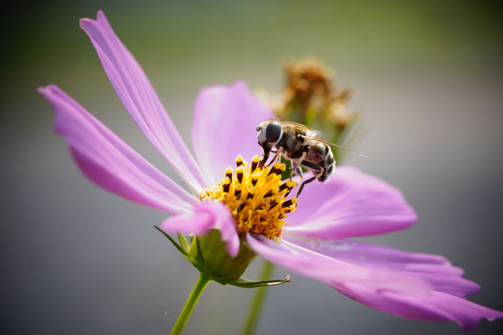 Sony a7R III sample photo. Bee, cosmos, flower photography