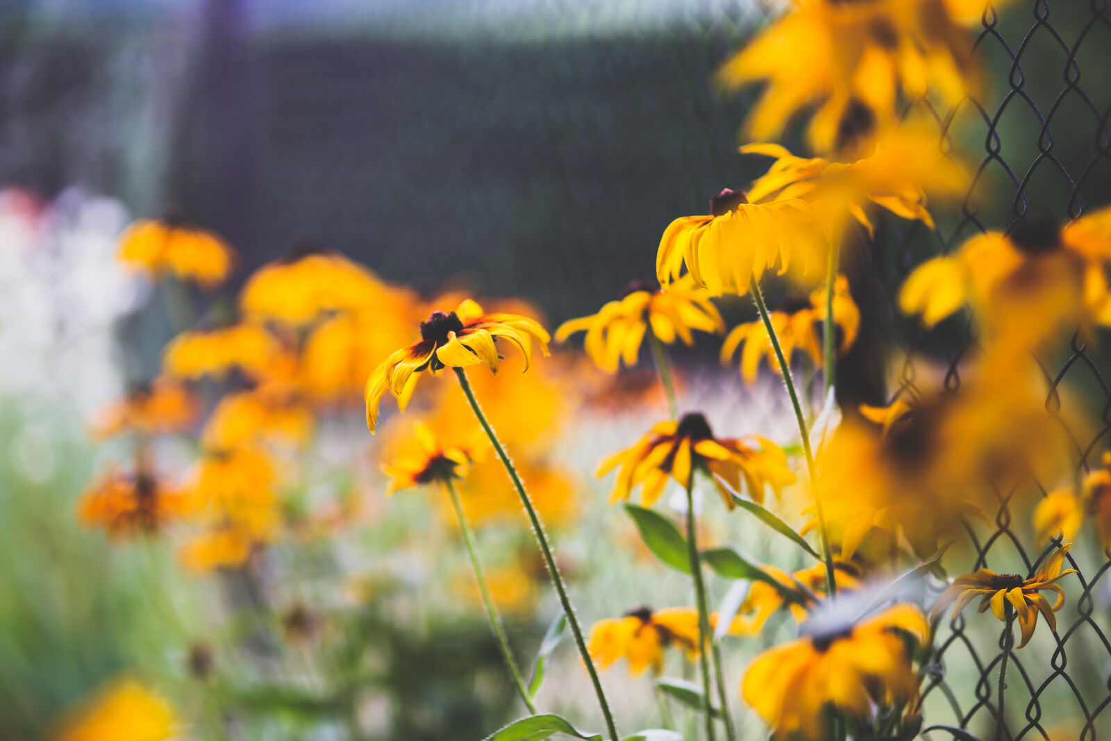 Sigma 85mm F1.4 EX DG HSM sample photo. Yellow, flowers photography