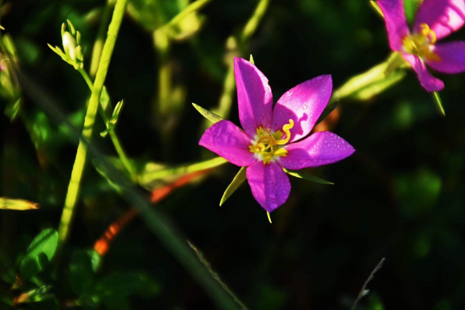 Nikon D5300 sample photo. Flowers, pink, nature photography