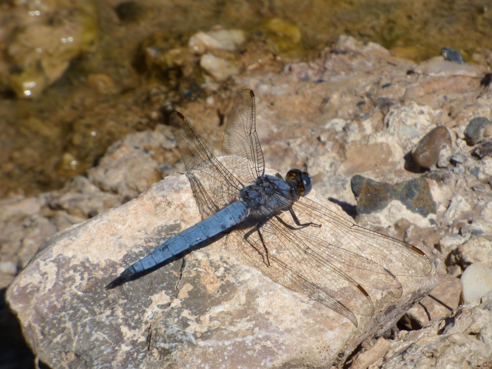 Panasonic Lumix DMC-FZ70 sample photo. Blue dragonfly, rock, winged photography
