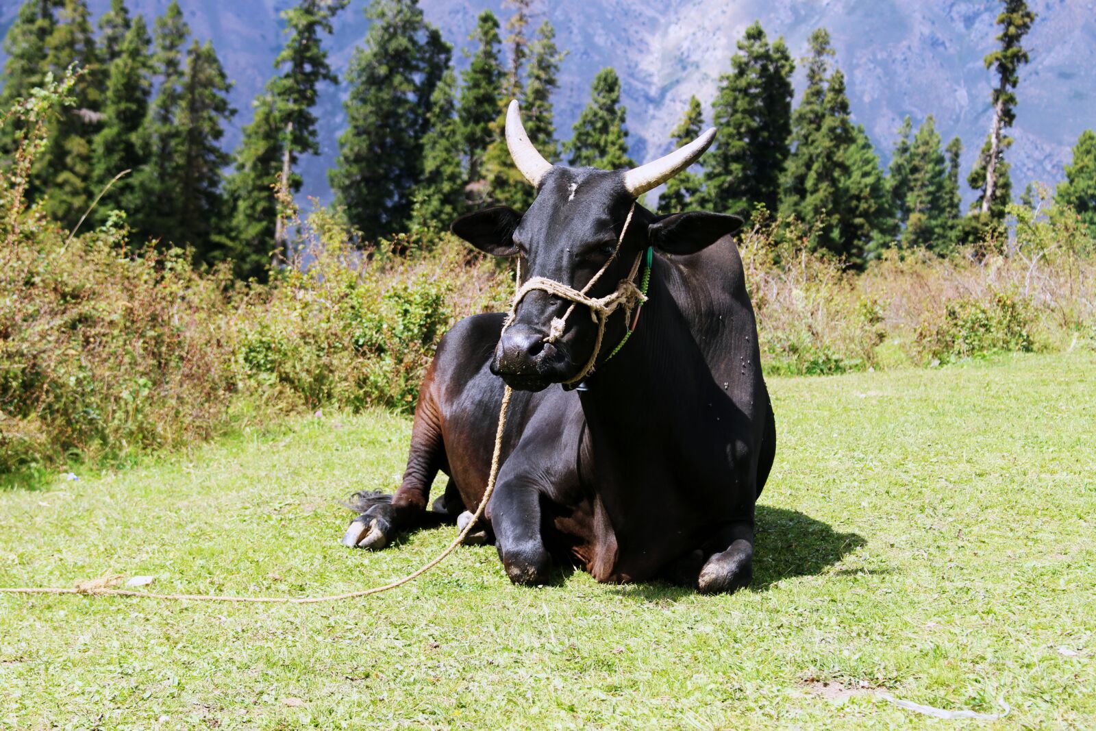 Canon EOS 700D (EOS Rebel T5i / EOS Kiss X7i) sample photo. Animals, cow, black cow photography