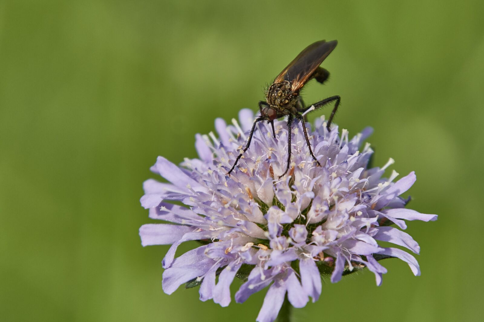 Nikon D500 sample photo. Insect, flower, blossom photography