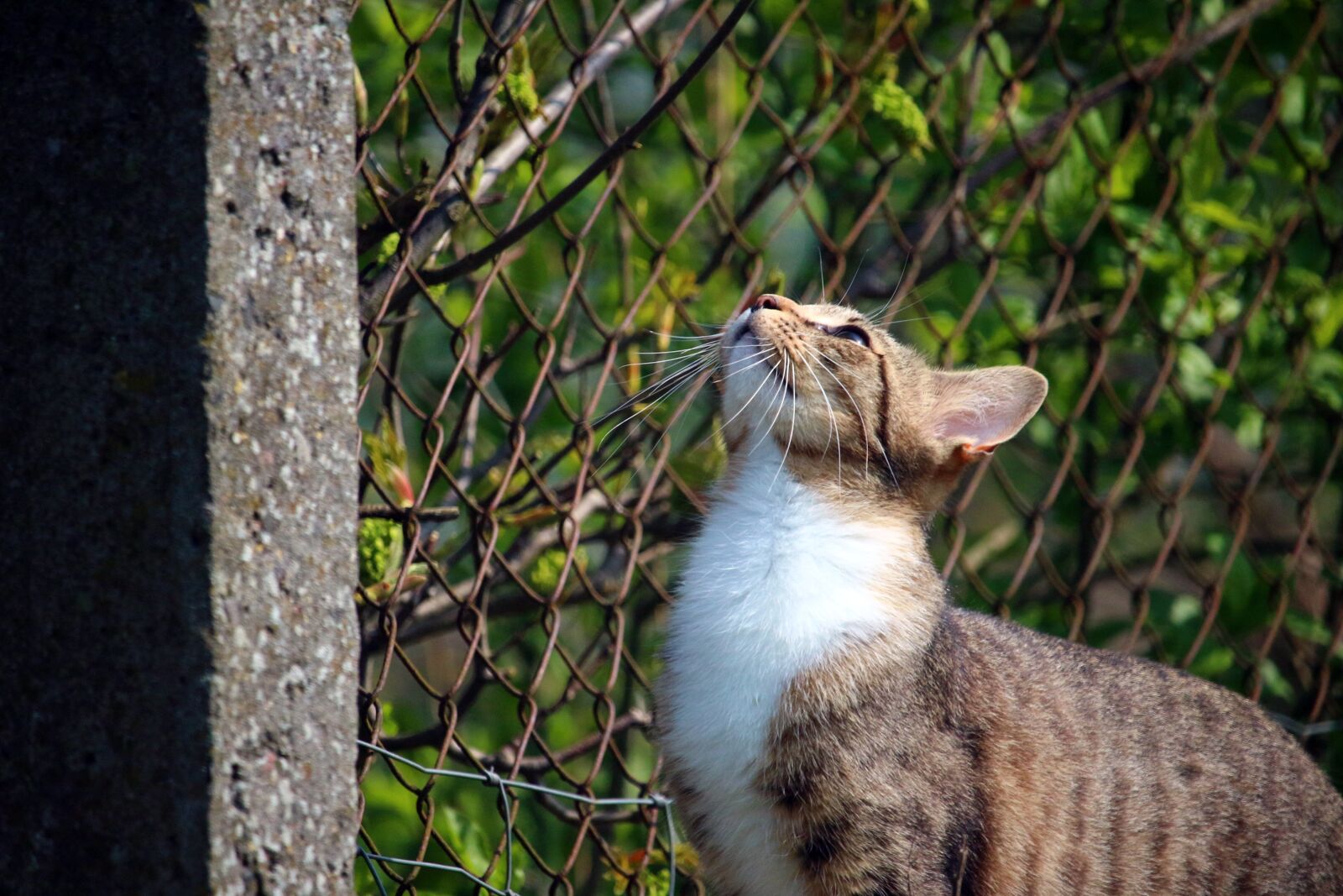 Canon EOS 100D (EOS Rebel SL1 / EOS Kiss X7) sample photo. Cat, kitten, mieze photography
