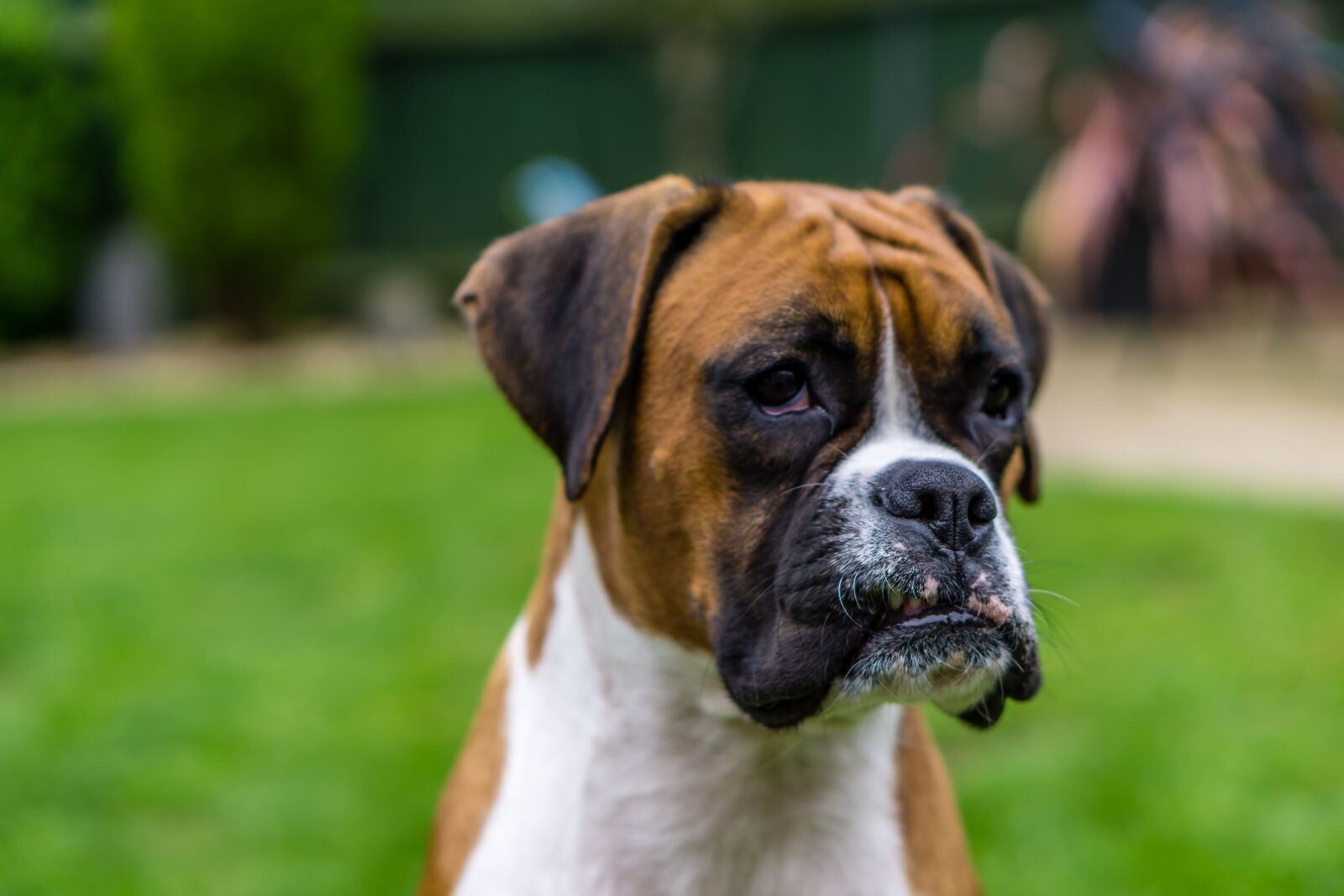 E 50mm F1.8 OSS sample photo. Boxer, dog, pet photography