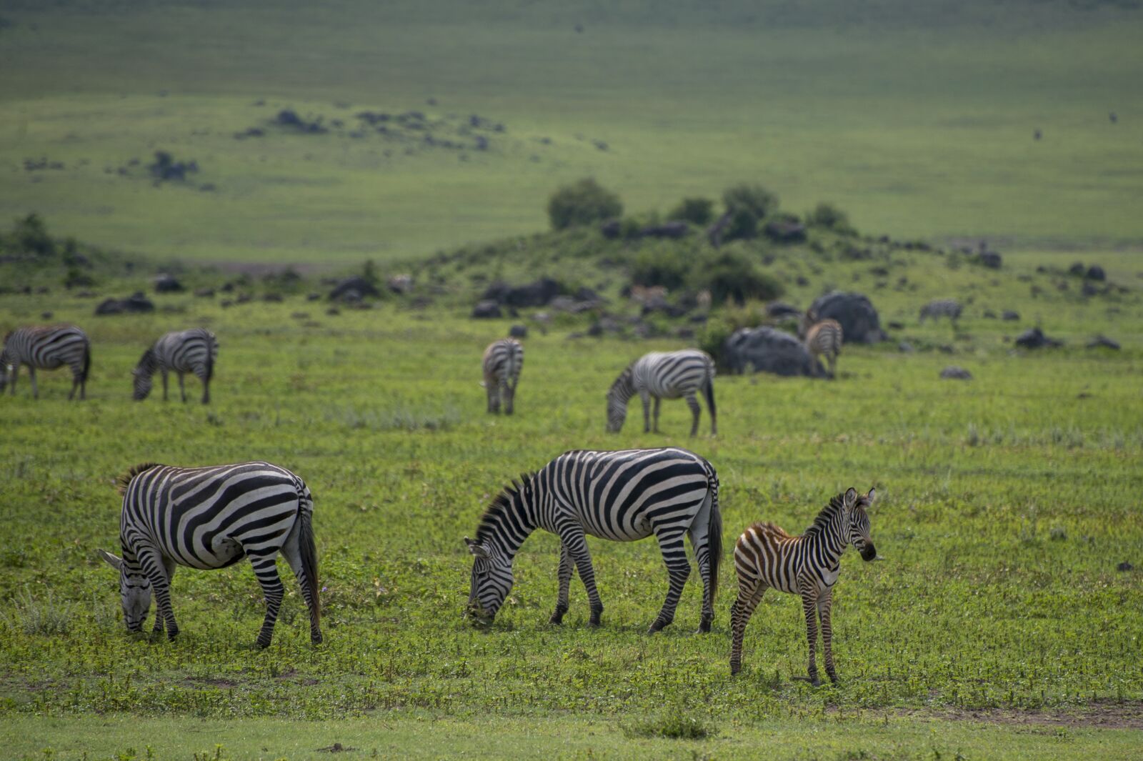 Nikon D4 sample photo. Zebra, africa, animal photography