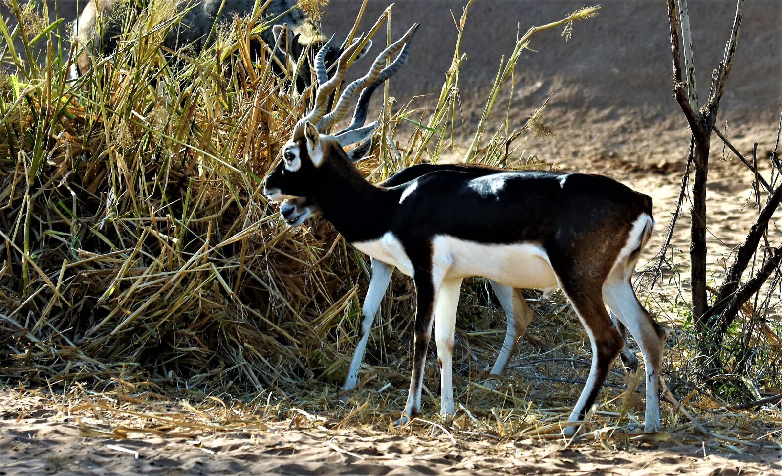Nikon D7200 sample photo. Antelope, animal, pet photography