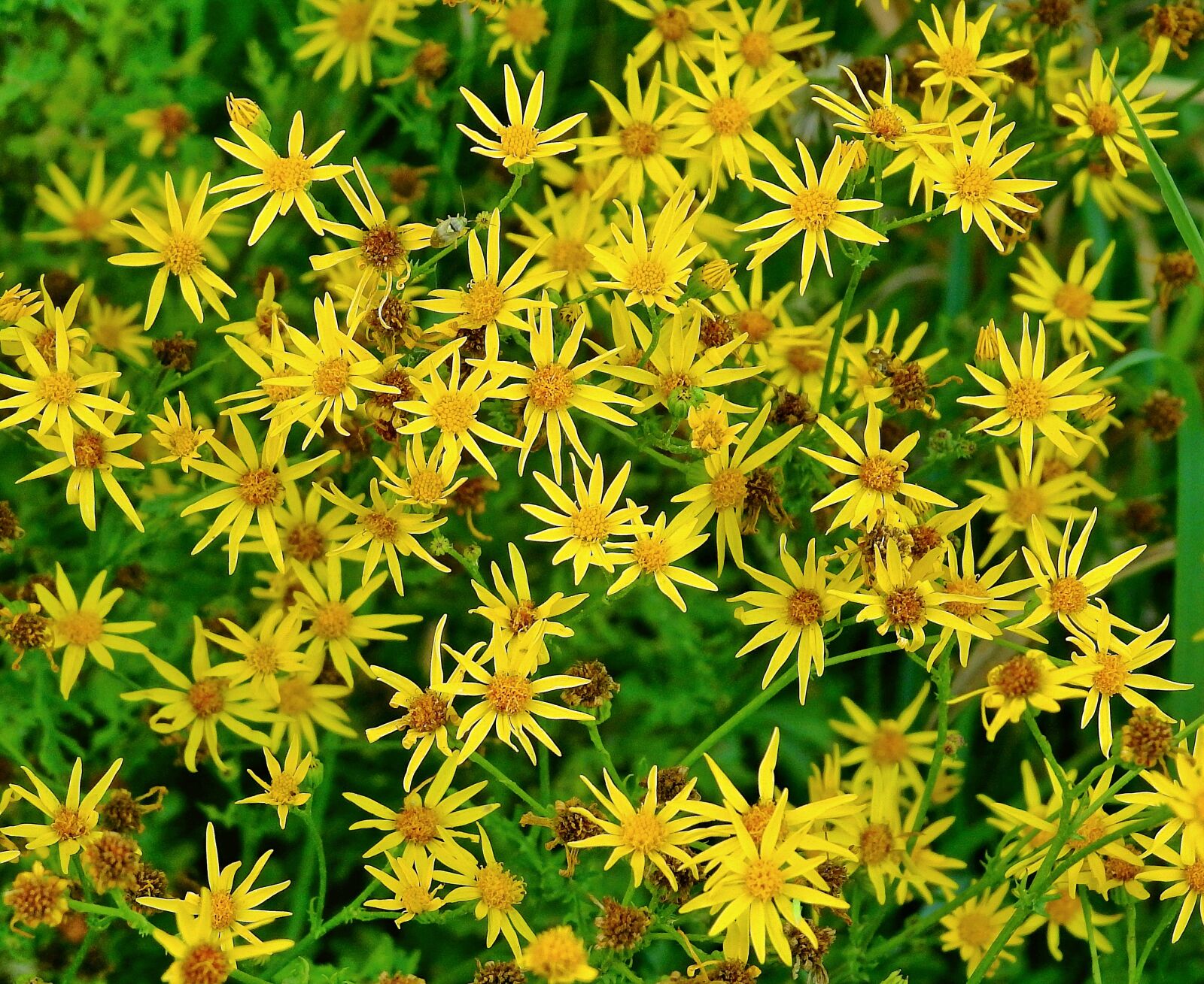 Nikon Coolpix P900 sample photo. Flowers, beauty, summer photography