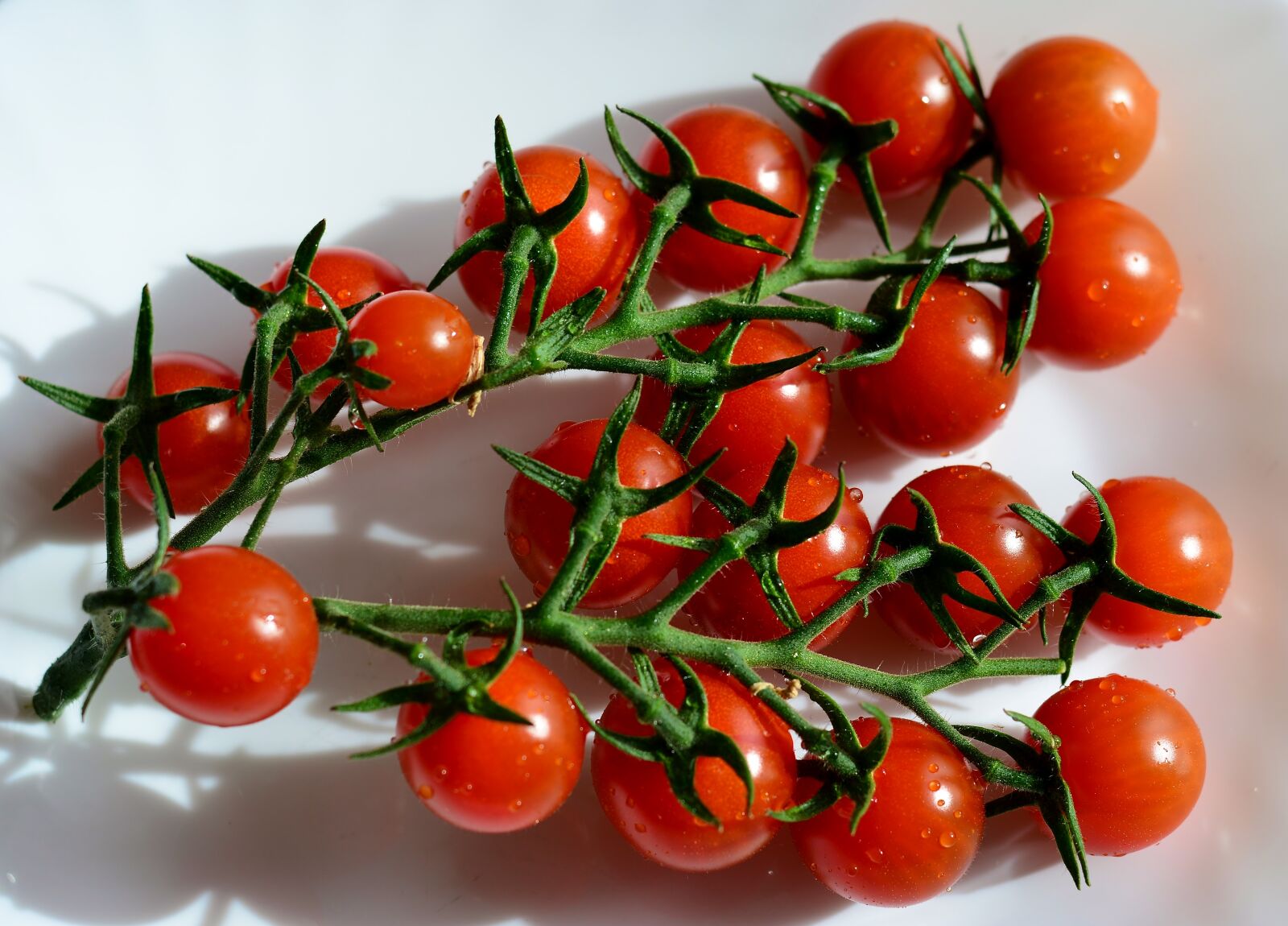 Nikon D5200 sample photo. Tomatoes, panicle, red photography